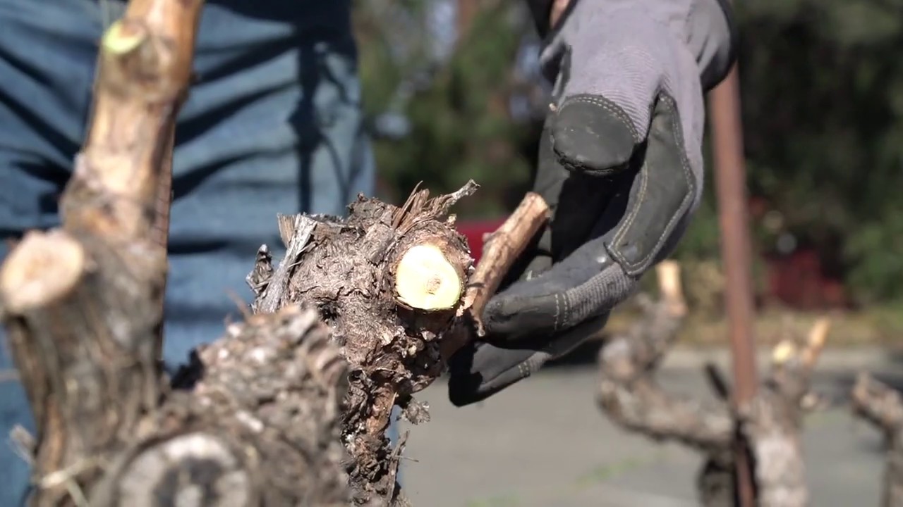 Grape Vine Pruning at Suisun Valley Wine Coop