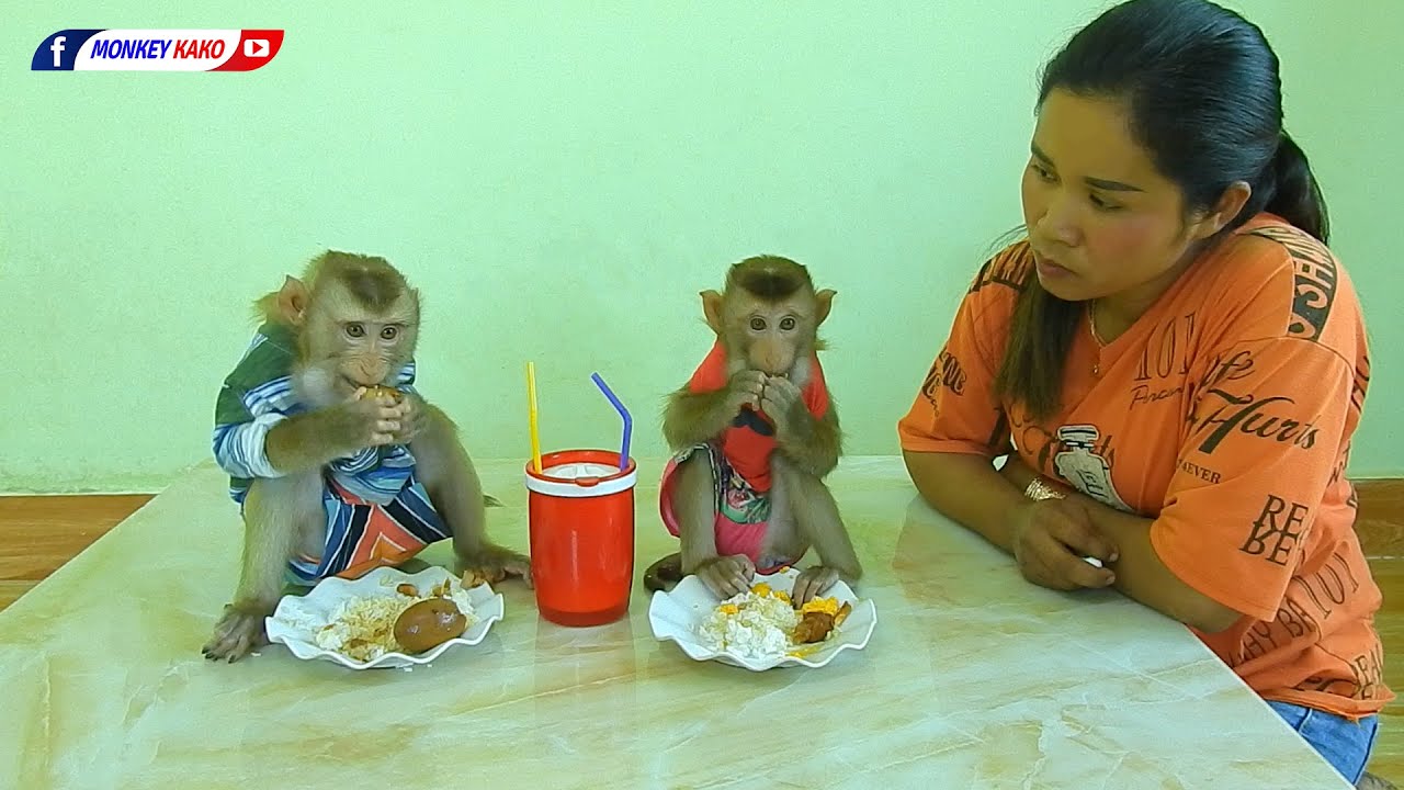 MONKEY KAKOMonkey Has Lunch | Adorable Kako And Baby Luna Eat Rice With Boiled Egg