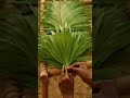 Wilderness Shelter: Building with Nature's Bounty