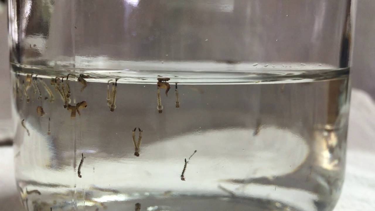 mosquito pupae