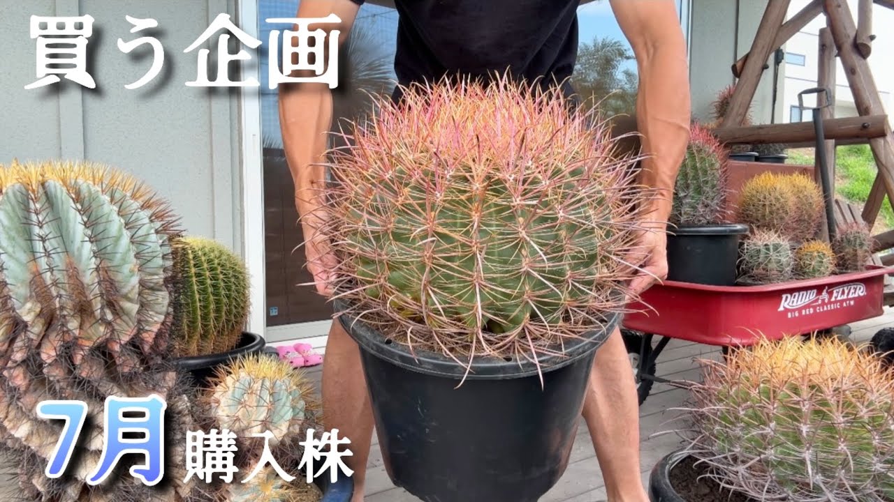 【買う企画】7月の購入株紹介！サボテン爆買い。フェロカクタス全株紹介も同時にどうぞ...
