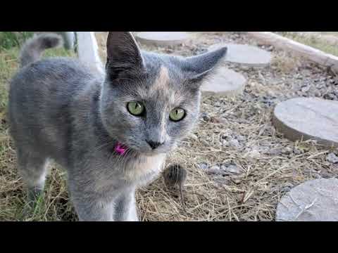 Cat plays with mouse