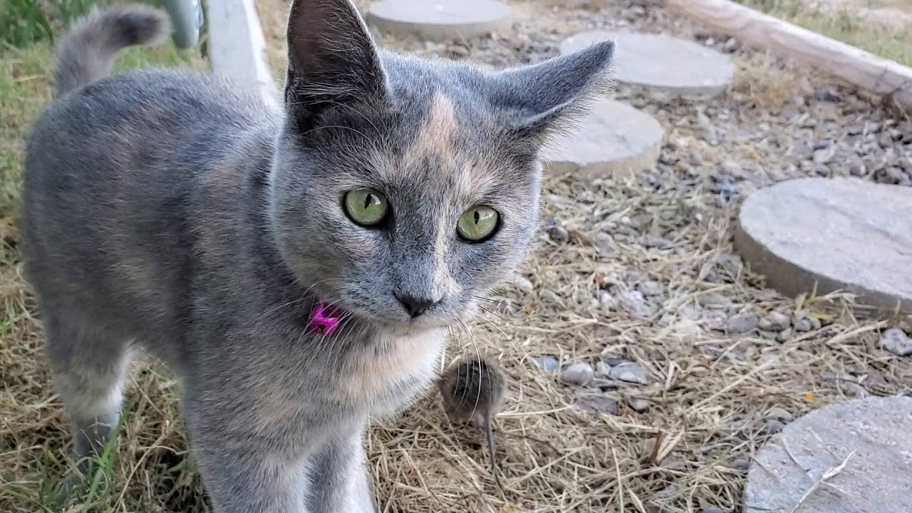 Cat plays with mouse