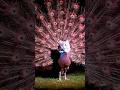 Lovely Peacock #trending #viral #cat #how #shorts #shortvideo #india #usa #sweden #funny #reels #ai