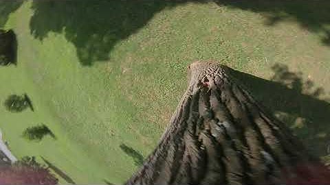 Tree Dancing | FPV Freestyle