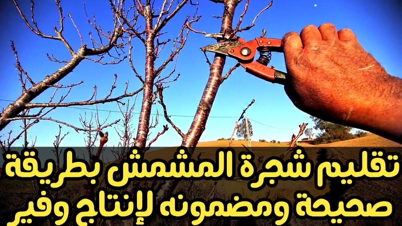 طريقة تقليم شجرة المشمش : ومعرفة الأقلام المثمرة والخشبية