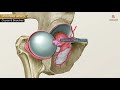 The obturator artery Animation - Origin , Course , Branches , supply and Clinical anatomy