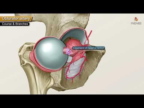 Video: Obturatorarteri Anatoomia, Funktsioon Ja Diagramm - Kehakaardid