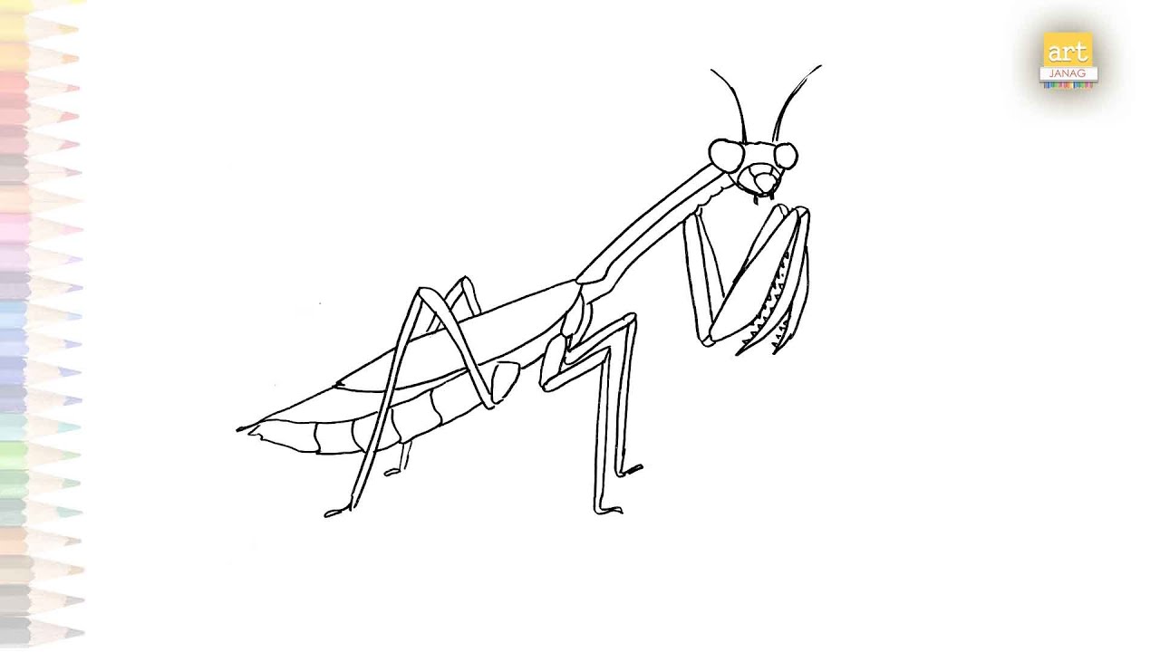 Praying mantis drawing 01 | Insect drawing tutorials | How to draw ...