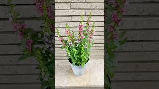 꽃 배롱나무 = 백일홍나무 개화기7월∼9월꽃색 붉은색 꽃말:수다스러움, 웅변, 꿈, 행복