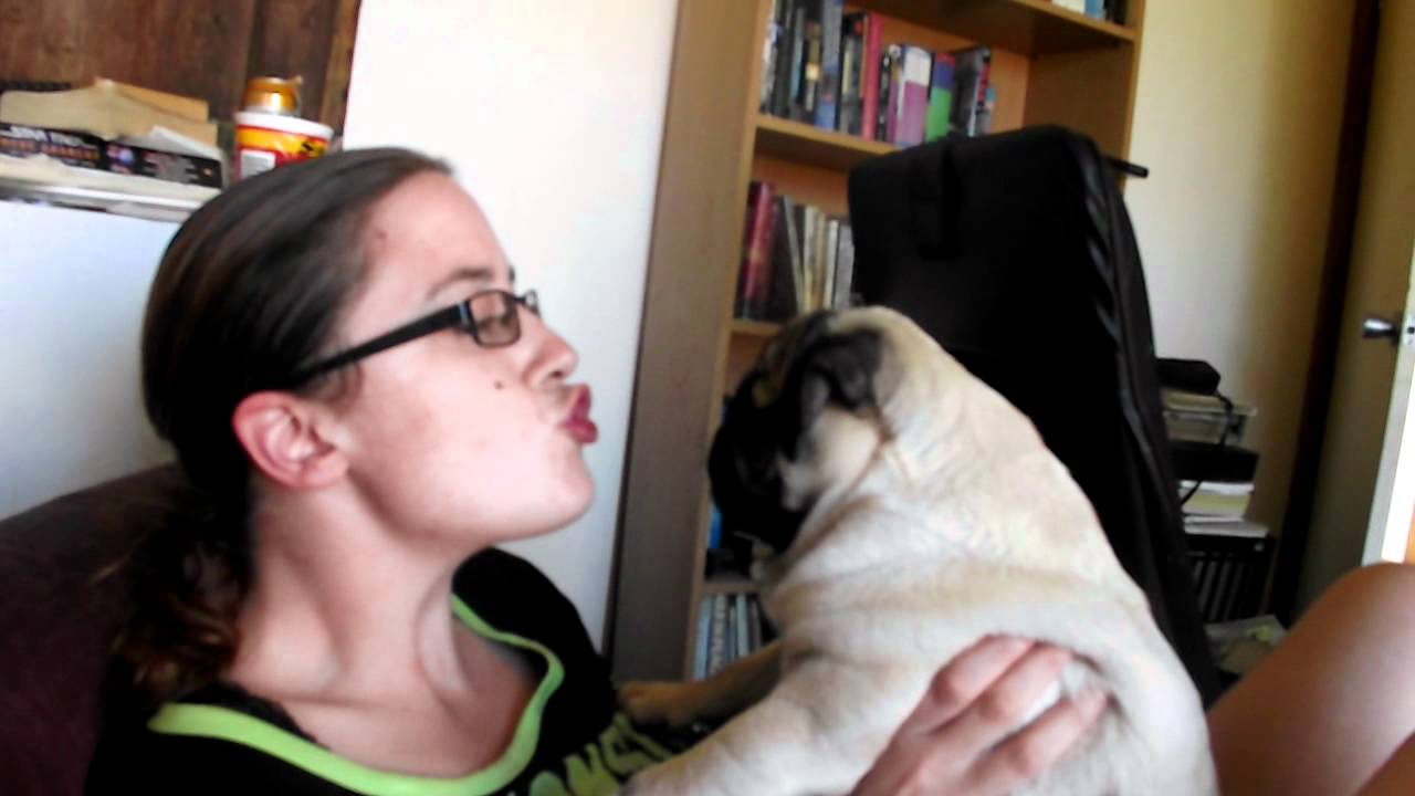 Pug Hates Kisses YouTube