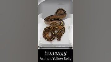 Yellow Belly Ball Python Complex