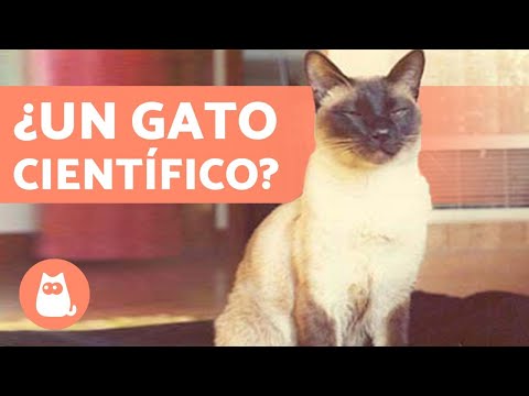 Video: ¿XAT es más resistente que el gato?