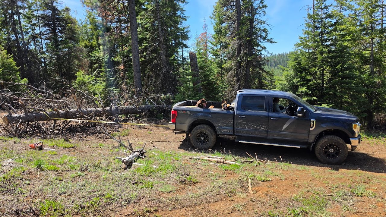Pulling pine trees with the Superduty. - YouTube