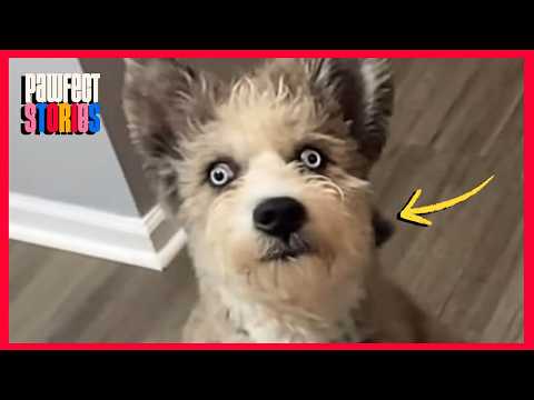 Special needs dog no one wanted to play with finally makes a