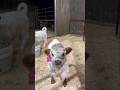 Little calf #zoology #foryou #awesome #beautiful #viralvideo #beauty #wildlife #amazinganimals