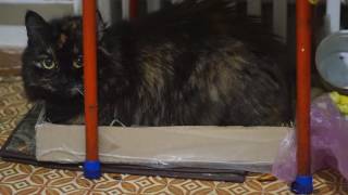 Кошка лежит в коробчёнке Часть 1 Кошка лежит в коробчёнке Часть 1