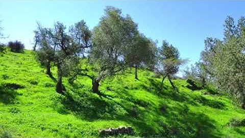 ماتيسر من سورة النمل(مقام الصبا) للقارئ صالح بن محمد الطامي