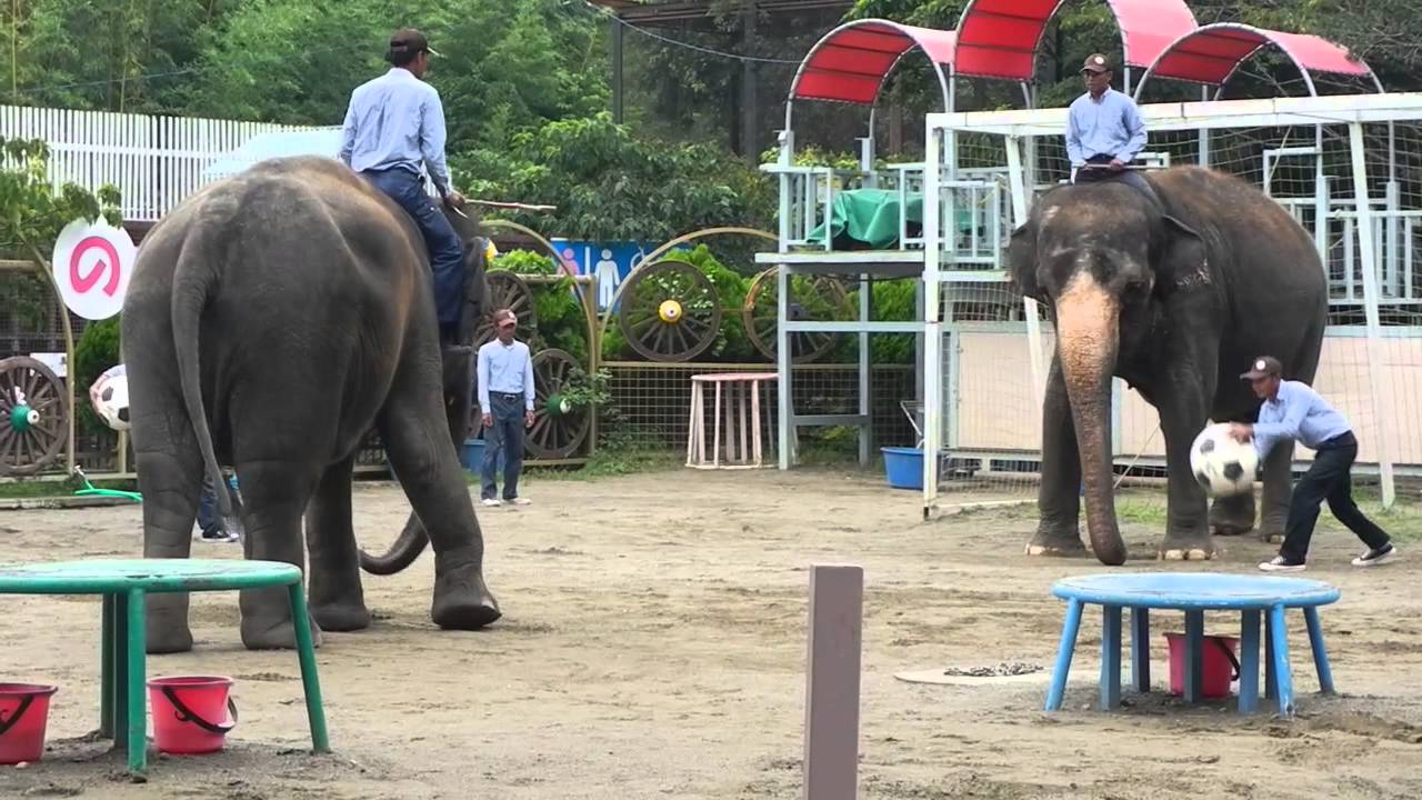 象の鼻から 水が飛び出す 観客が浴びる 市原の動物園の涼快ショーに行ってみた 全文表示 Jタウンネット 象の鼻から 水が飛び出す 観客が浴びる 市原の動物園の涼快ショーに行ってみた 全文表示 Jタウンネット