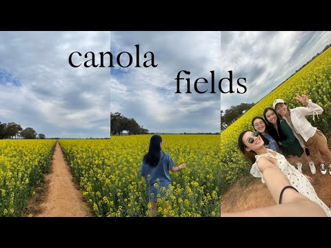 day trip to cowra | canola fields