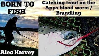 Fly fishing - Catching Rainbows on the Apps blood worm /Branding. screenshot 1