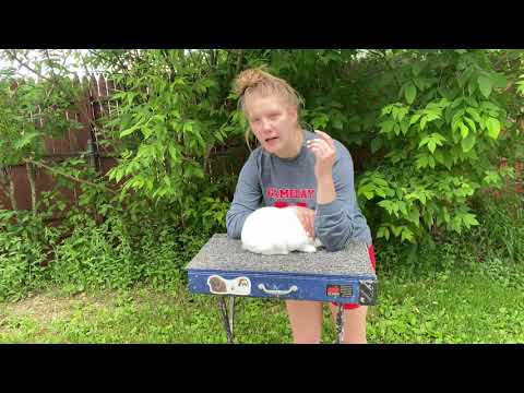 Rabbit showmanship steps
