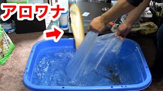 飛び出すアロワナ、水浸しのリビング、大型魚のお引越しが大変過ぎる・・・！