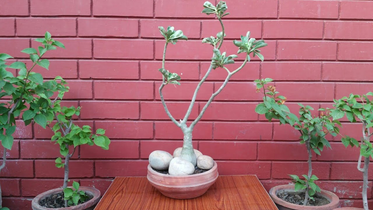 plants and flowers for full sun Adenium Bonsai Training / Repotting Part 1