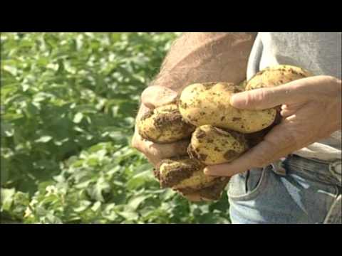 Video: Fertilizantes Para Patatas: ¿cuáles Aplicar Al Plantar En El Hoyo Y En El Otoño? Los Mejores Apósitos Foliares Y Radiculares Para El Cultivo De Patatas