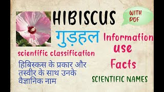 Hibiscus flower|| Scientific classification|| Types of Hibiscus|| Information || Facts || use ||