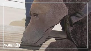 K9 simulator helping train officers