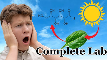 Can We Visualize Photosynthesis? (Floating Spinach Disc Lab)