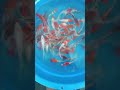 Kumpay kohaku sanke gosiki cuakeppp poll boloo #fyptiktok #ikankoi #koicakep #koifish #koiimpor #koi