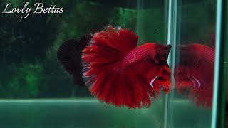 Red Rosetail Male 039 OverHalfmoon Betta Fish