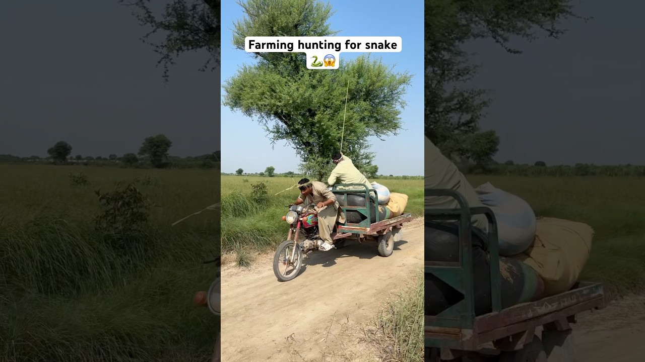 Farming hunting for snake 🐍😱 