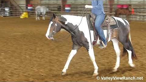 Beau - easy walk, beautiful jog! - ValleyViewRanch.net