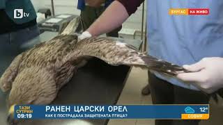 Тази сутрин: Ветеринари от Бургас спасиха тежко ранен царски орел