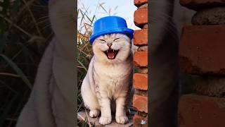 dinka chika dinka chika🤷🏼♀️😺#catvideos#funny #cat #cats #funnycats #catlover #shortsfeedJune11,2026