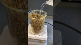 Making Paper Out Of Grass Clippings