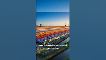 #97 TULIP FIELDS, NETHERLANDS!! #tulip #field #tulipfields #netherlands #nature #information #shorts
