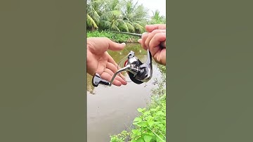 Câu cá lóc bằng mồi mềm Nff và lưỡi độ