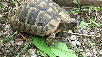 Welches Gemüse dürfen Schildkröten essen?