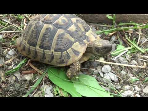 Video: Was Fressen Schildkröten?