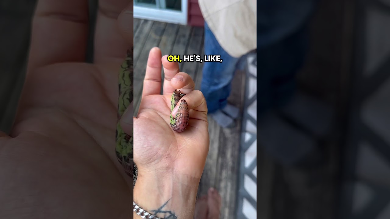 Watch THAT CATERPILLAR IS MASSIVE!😬 #bug #wildlife #outdoors #crazy #wow #caterpillar on YouTube Watch THAT CATERPILLAR IS MASSIVE!😬 #bug #wildlife #outdoors #crazy #wow #caterpillar on YouTube