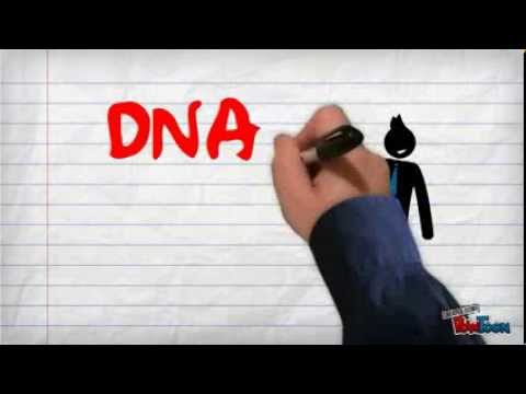 مقارنة بين Dna Rna Dna Information