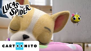 The Baby Bee Wants to Play with Doggy | Lucas the Spider | Cartoons for Kids | @cartoonito