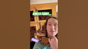 Showing Boa Constrictor progress on her new home! Making a giant snake enclosure for Cleo 🐍 Part 5