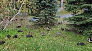 Ducks in the Park