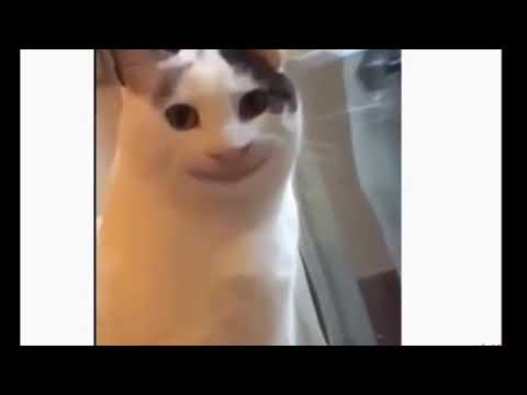 Beluga Meme Cat Head 2.0