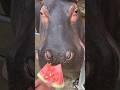not happy 😊#short #hippo